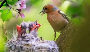 Bretagne : deux îles vont être interdites au public cet été pour protéger les oiseaux