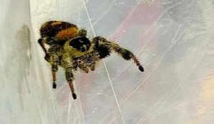Douai : un homme découvre une araignée exotique dans un ananas acheté en grande surface