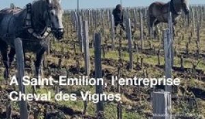 Bordeaux : Le labour à cheval fait son retour dans les vignes