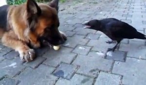 Un corbeau joue avec un chien à la baballe
