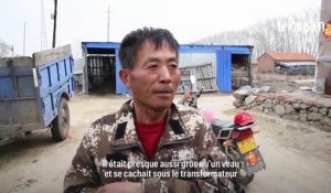 Chine : un tigre de Sibérie capturé après avoir attaqué des villageois