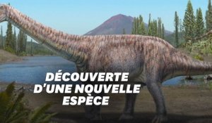 Le Chili découvre une nouvelle espèce de dinosaure l'"Arackar licanantay"