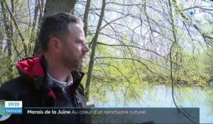 Essonne : au cœur des marais de la Juine, un petit paradis de la biodiversité