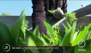 1er mai : les étudiants en difficultés misent sur la cueillette du muguet