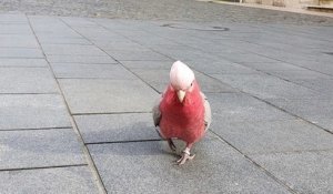 À Bordeaux, un perroquet au plumage rose suscite l'admiration des passants