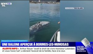 Une baleine grise aperçue pour la première fois en Méditerranée française