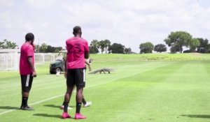 Floride: Un alligator perturbe un entrainement de foot