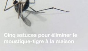 Cinq astuces pour lutter contre le moustique-tigre à la maison