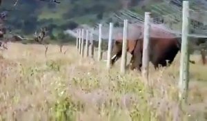 Un éléphant rampe sous une clôture anti-éléphant