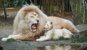 Le lion blanc Jabu, mascotte du zoo de La Flèche, s'est éteint à l'âge de 15 ans