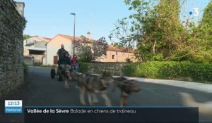 Deux-Sèvres : à la découverte de la vallée avec des chiens de traîneau