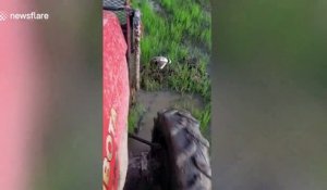 Cette maman oiseau protège ses oeufs d'un tracteur