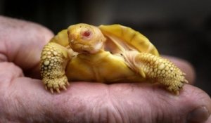 Une tortue géante des Galápagos albinos est née dans un zoo en Suisse, une première mondiale