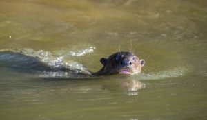 En Argentine, des biologistes ont découvert une loutre géante, une espèce que l'on pensait éteinte