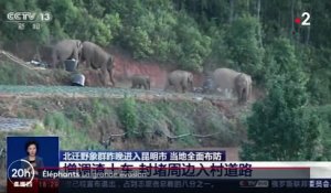 Chine : l'incroyable périple d'un troupeau d'éléphants, en route vers le nord