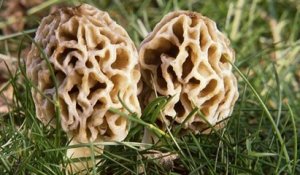 Morilles fraiches ou séchées : comment préparer les morilles