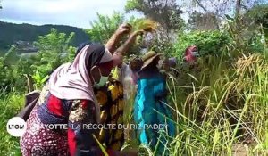 Mayotte - La récolte du riz paddy