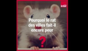 Pourquoi les rats font-ils encore peur ? La Chronique Environnement