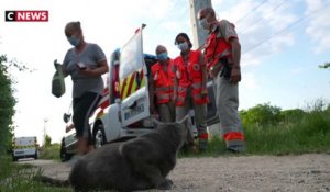 Les «maraudes animalières» auprès des sans-abris de Créteil