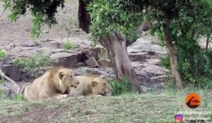 Une meute de lions vient chasser des buffles entre les voitures des touristes