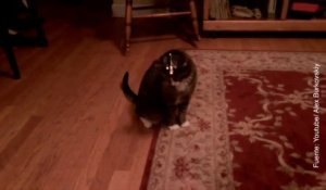 Vídeo de un gato persiguiendo una luz láser