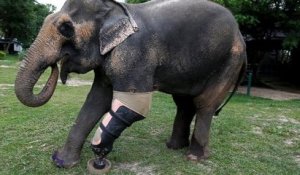 En Thaïlande, un éléphanteau a reçu une prothèse après avoir marché sur une mine