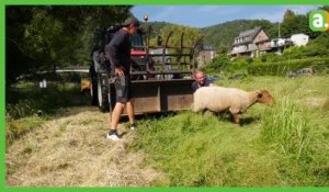 Le retour des moutons sur l'île de Bohan