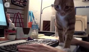 Les chats et les ordinateurs
