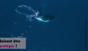 Des baleines offrent un beau spectacle aquatique