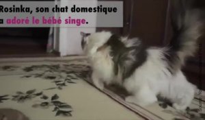 Un Chien Porte Un Bebe Singe Abandonne Sur Le Dos Jusqu Au Poste De Police Sur Orange Videos