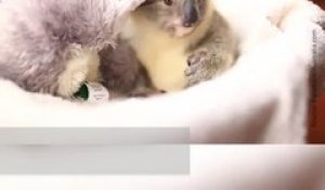 Attention Les Yeux Koala Trop Mignon Sur Orange Videos