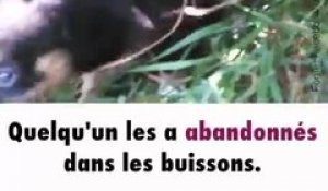 Un homme trouve cinq chiots abandonnés dans son buisson
