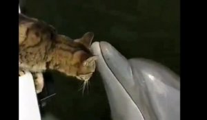 Amitié entre un dauphin et un chat