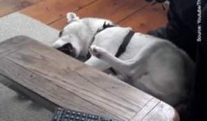 Un husky refuse d'aller dans sa niche et le fait savoir