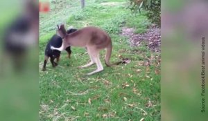 Un kangourou et un chien deviennent les meilleurs amis du monde