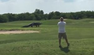 Un alligator débarque sur un terrain de golf