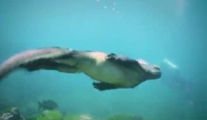 Un iguane hors-norme filmé par des plongeurs