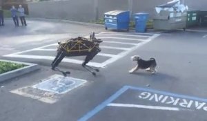 Un chien s’amuse avec un robot.
