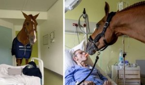 Voici Peyo, le cheval qui réconforte les patients en fin de vie