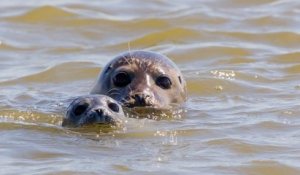 Baie de Somme : il est désormais interdit de déranger les phoques, sous peine de recevoir une amende de 750€