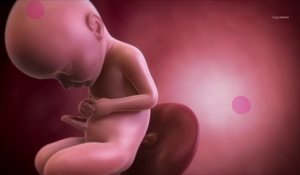 Vidéo développement du fœtus : le 8ème mois de grossesse