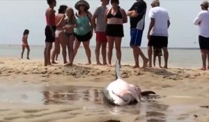 Sauvetage d'un grand requin blanc échoué sur la plage