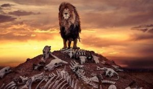 Quand le roi des animaux domine une colline pleine de carcasses, cela donne une photo magnifique et digne du Roi lion