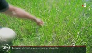 Camargue : la production de riz français en danger ?
