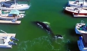 Une baleine vient jouer dans un port : magnifique