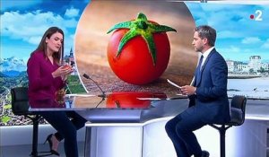 Consommation : comment bien choisir ses tomates ?