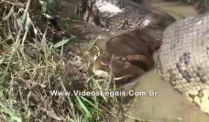 Des brésiliens découvrent un anaconda en pleine digestion