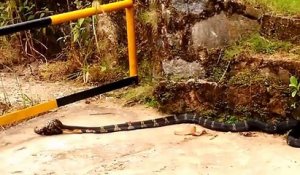 Combat incroyable entre un cobra et un jeune python