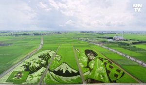 Au Japon, des rizières sont transformées en œuvres d’art