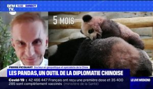 En quoi la naissance des pandas au zoo de Beauval a-t-elle un impact sur les relations entre la Chine et la France ?